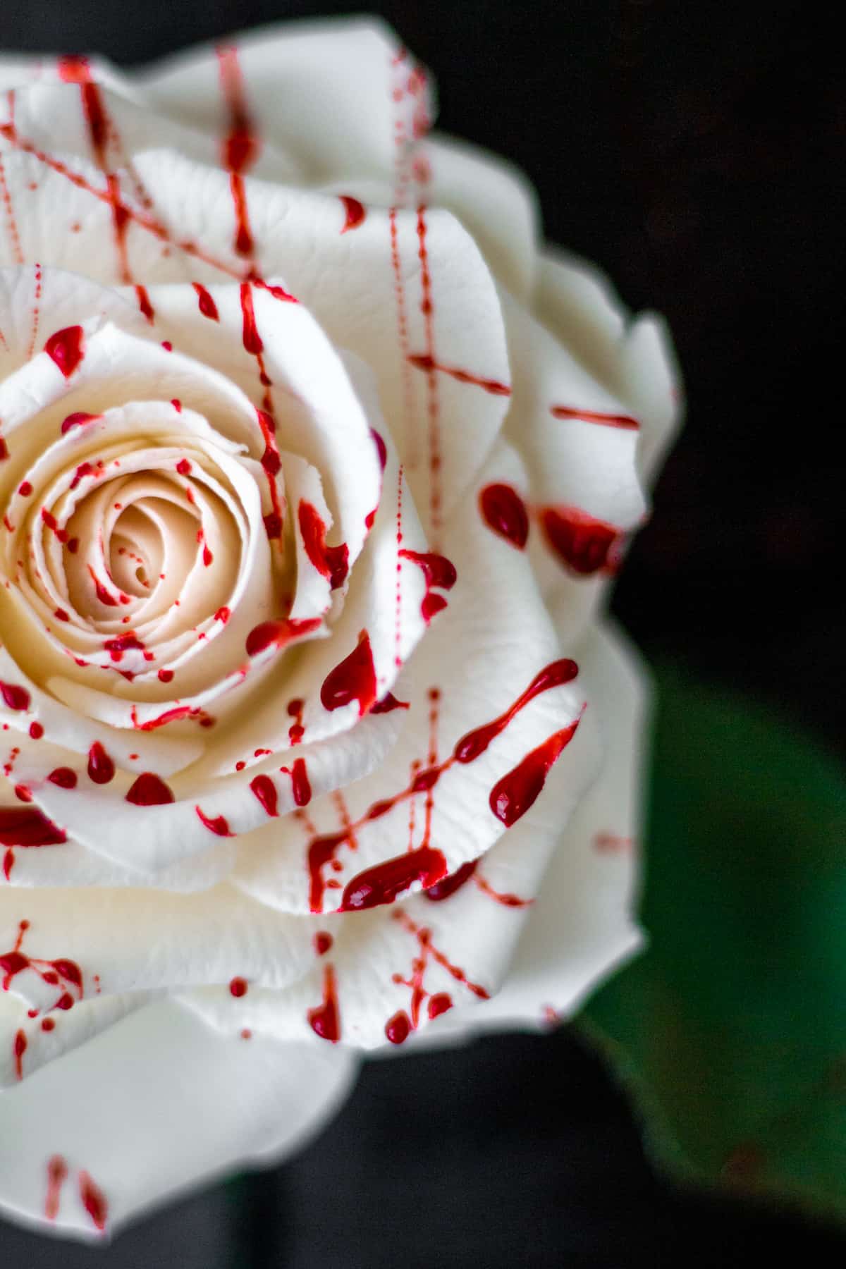 bloody white rose