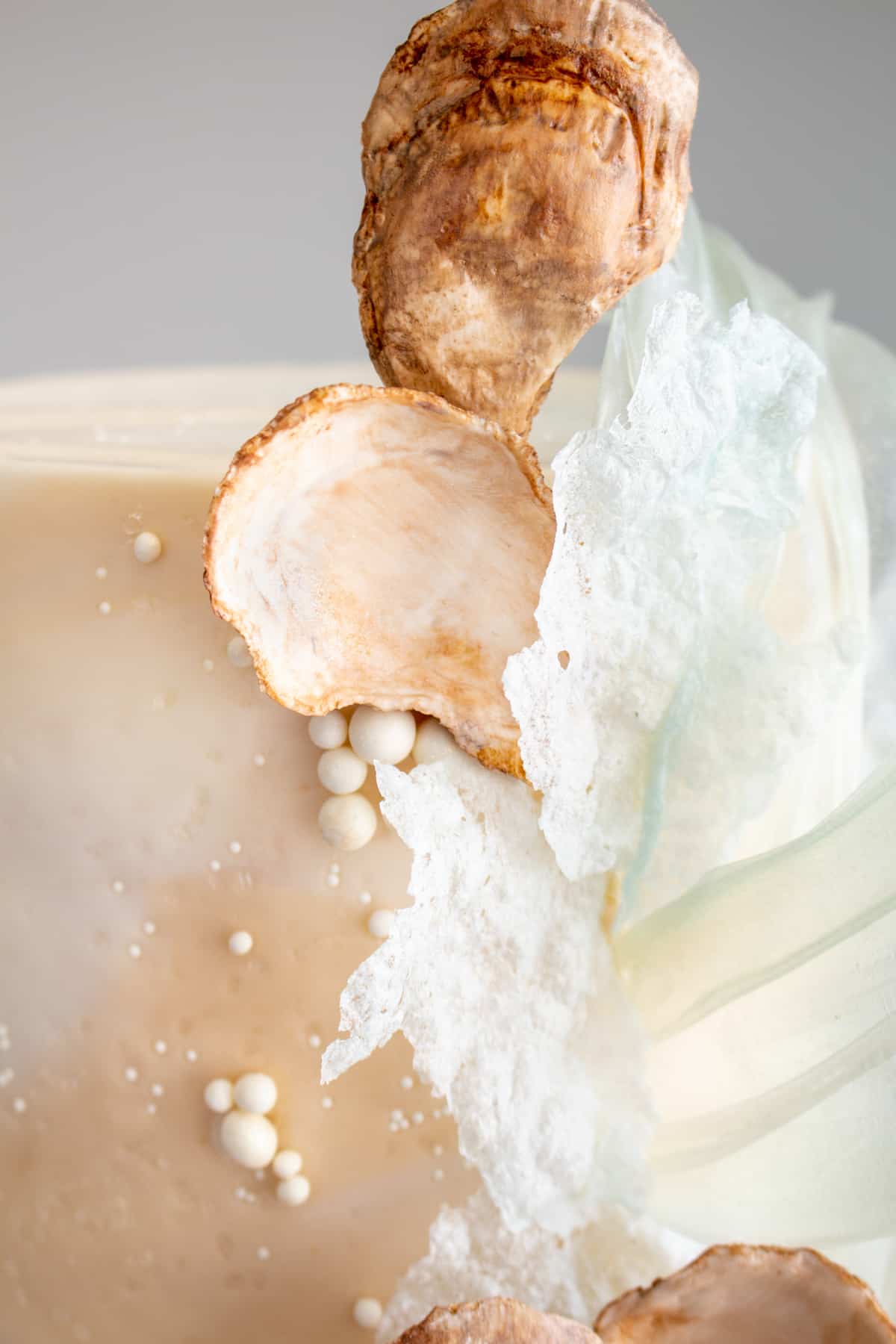 close up of shells, pearls and sea foam